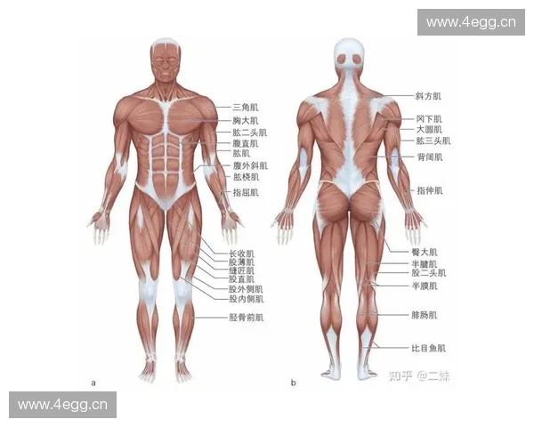 以姿势连贯性为核心探讨人体运动优化与运动表现提升的综合研究